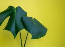 monstera bez dziur monstera nie ma dziur