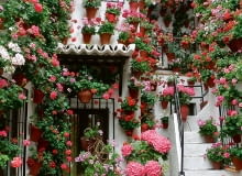 Wygrana w konkursie to ogromne wyróżnienie. Nic dziwnego, że patia wręcz toną w kwiatach. Wygrana w konkursie to ogromne wyróżnienie. Nic dziwnego, że patia wręcz toną w kwiatach.