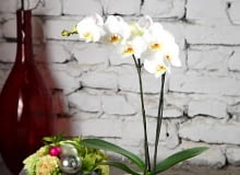 W miękkich czapkach uszytych z polaru i sztucznego futerka wygodnie umościł się storczyk falenopsis ozdobiony bombkami, zaś w drugiej - kompozycja z goździków, storczyka cymbidium, alstremerii i owoców dziurawca. 23.05.2009 WARSZAWA