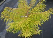 Sumak octowiec Tiger Eyes (Rhus typhina Tiger Eyes)