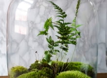 Las w słoiku Las w słoiku