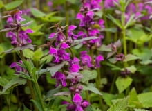 Jasnota purpurowa (Lamium purpureum) Jasnota purpurowa (Lamium purpureum)