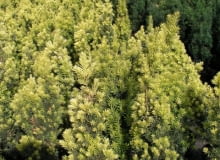 Cis pospolity (Taxus baccata) 'Fastigiata aurea' Cis pospolity (Taxus baccata) 'Fastigiata aurea'