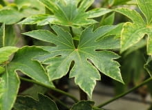 Fatsja japońska Fatsja japońska