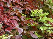 Winobluszcz pięciolistkowy odmiana murowa (Parthenocissus quinquefolia var. murorum) Winobluszcz pięciolistkowy odmiana murowa (Parthenocissus quinquefolia var. murorum)