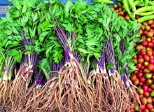 Dwuletnie siewki lubczyku przygotowane do sadzenia mają silne korzenie, które można jeść po ugotowaniu. Dwuletnie siewki lubczyku przygotowane do sadzenia mają silne korzenie, które można jeść po ugotowaniu.