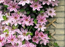Powojnik (clematis)'Nelly Moser' to stara, ale wciąż jedna z popularniejszych odmian. Ma piękne duże kwiaty o średnicy 15-20 cm z 6-8 działkami kielicha. Kwitnie bardzo obficie Powojniki, klematisy