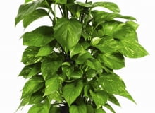 Z chorego epipremnum można zrobić sadzonki i opryskać je tak jak roślinę macierzystą. Z chorego epipremnum można zrobić sadzonki i opryskać je tak jak roślinę macierzystą.