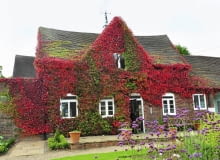 Wsprzedaży znajdziemy także inne gatunki winobluszczy: trójklapowy (Parthenocissus tricuspidata) - na zdjęciu - i zaroś-lowy (P. inserta). Oba są jednak znacznie wrażliwsze na mróz.