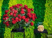 Róża ‘Hommage a Barbara’