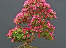 Drzewko bonsai uformowane z azalii najpiękniej wygląda w okresie kwitnienia Drzewko bonsai uformowane z azalii najpiękniej wygląda w okresie kwitnienia