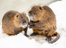 Nutria amerykańska (Myocastor coypus) Nutria amerykańska (Myocastor coypus)