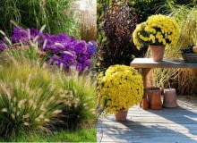 Trawy ozdobne trawy ozdobne, Trawa pampesowa, Rozplenica japońska, Kostrzewa sina