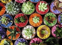 Variety of cactus in pot with colorful stones