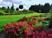 ROZLEGŁYM RABATOM z bylin i krzewów towarzyszą róże okrywowe, które kwitną aż do mrozów.