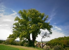 II miejsce - Lipa w Wambierzycach II miejsce - Lipa w Wambierzycach