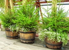 Jako doniczkowa choinka mogą nam posłużyć również tuje i cyprysiki