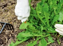 Mniszek lekarski, chwasty w ogrodzie Mniszek lekarski, chwasty w ogrodzie