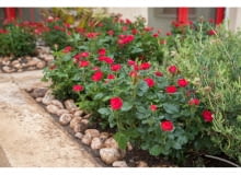 Róża ‘ZEPETI®’ syn. Meibenbino hod. Meilland