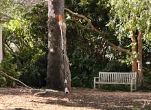 Podkrzesywarka HTA 50 Podkrzesywarka HTA 50