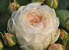 Róża Artemis® Róża  Artemis®