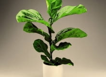 Fikus lirolistny - preparatem nabłyszczającym opryskujemy tylko górną powierzchnię liści Fikus lirolistny - preparatem nabłyszczającym opryskujemy tylko górną powierzchnię liści