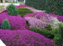 Nawet najmniejszy skrawek ogrodu obsadzony wrzosami będzie wyglądał przepięknie OGROD , JESIEN , RABATA , ROSLINA - WRZOS FOT. LILIANNA SOKOLOWSKA PUBLIKACJA OGRODY NUMER SPECJALNY 1/2011 - 50 SPOSOBOW NA PIEKNY OGROD - 5 2011