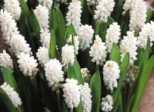 Szafirek Album. Kwiaty cebulowe Szafirek Album. Kwiaty cebulowe