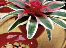 NEOREGELIA Tworzy płaskie rozety. Dzięki paskowanym liściom wygląda atrakcyjnie także wtedy, gdy nie kwitnie. Nie jest zbyt kapryśna. Na zdjęciu odmiana 'Madame'. NEOREGELIA Tworzy płaskie rozety. Dzięki paskowanym liściom wygląda atrakcyjnie także wtedy, gdy nie kwitnie. Nie jest zbyt kapryśna. Na zdjęciu odmiana 'Madame'.