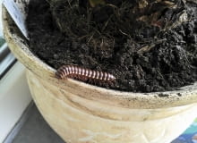 Ten tropikalny gatunek wija przybył w doniczce wraz z kupioną rośliną, ukryty w podłożu. Ten tropikalny gatunek wija przybył w doniczce wraz z kupioną rośliną, ukryty w podłożu.