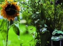 Ogród przyjazdy pszczołom