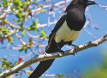 SROKA ZWYCZAJNA to ptak piękny, ale hałaśliwy i niezbyt lubiany.