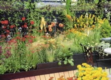 Starannie skomponowana rabata w gorących kolorach czerwieni składa się przede wszystkim z kwiatów dalii, krwawników i trytomy. Lekkości dodaje jej trawa piórkówka 10.07.2008 LONDYN HAMPTON COURD PALACE WYSTAWA KWIATOW I OGRODOW FLOWER SHOW 2008 RABATA , KOMPOZYCJA Z KWIATOW DALII , KRWAWNIKOW , TRYTOMY , JEZOWKI , KROKOSMII ORAZ TRAWY PIORKOWKI ( OSTNICY ) FOT. ARKADIUSZ SCICHOCKI / AGENCJA GAZETA PUBLIKACJA OGRODY NR 11 (127) - 11 2009 SLOWA KLUCZOWE: WYSTAWA OGROD ROSLINA KWIAT KOMPOZYCJA ZDJĘCIE DO WKŁADKI: PUBLIKACJA OGRODY NR 11 (127) - CZASOPISMA