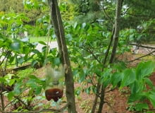 Jak zrobić pułapkę na osy z butelki PET?