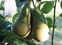 Grusza Konferencja Grusza Konferencja