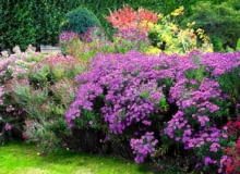 Pielęgnacja ogrodu Pielęgnacja ogrodu