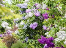 Ta lilakowa aleja daje pełny przegląd gamy kolorystycznej tych krzewów. Niektóre okazy zostały tu zaszczepine kilkoma odmianami, stąd tak duża różnorodność ich kwiatów. SLOWA KLUCZOWE: KORNIK ARBORETUM lilak syringa pion vertical