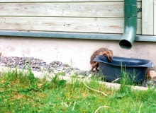 Jeż w ogrodzie pomoże walczyć ze ślimakami, nie pogardzi też larwami owadów Jeż w ogrodzie pomoże walczyć ze ślimakami, nie pogardzi też larwami owadów