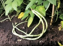 Fasolnik chiński wymaga solidnych podpór. Jego 'długie na jard' strąki, które pojawiają się w dolnej części rośliny, pokładają się na ziemi 19.08.2008 WARSZAWA POLE DOSWIADCZALNE SGGW WARZYWA DLA MIESIECZNIKA OGRODY