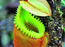 Barwna klapka na szczycie 'dzbanka' i jego karbowana krawędź wyglądają efektownie, a w istocie służą do polowania na owady. Barwna klapka na szczycie 'dzbanka' i jego karbowana krawędź wyglądają efektownie, a w istocie służą do polowania na owady.