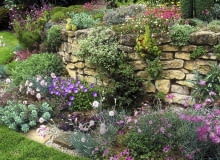 suche murki Trockensteinmauer mit Nelken (Dianthus), Fetthenne (Sedum) und Glockenblumen (Campanula) SLOWA KLUCZOWE: Beet Campanula raineri Glockenblume Insubrische Glockenblume Juli Juni Mauer Mauerwerk Nelken Sedum Sommer Stauden Trockensteinmauer Querformat