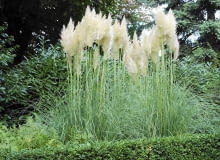 Kortaderia (zwana trawą pampasową) kwitnie jesienią i jest wówczas gwiazdą ogrodów. Ale liście też ma urokliwe Kortaderia (zwana trawą pampasową) kwitnie jesienią i jest wówczas gwiazdą ogrodów. Ale liście też ma urokliwe