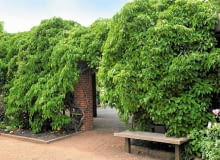 AKTINIDIA OSTROLISTNA rośnie bardzo silnie, nawet do 8 m długości. Puszczona "na żywioł" szybko okrywa podporę gęstwiną zieleni.