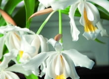 Kapturzyk grzebieniasty tworzy liczne białe, delikatnie pachnące kwiaty. Tylko warżka (dolny płatek) ma żółte plamki.