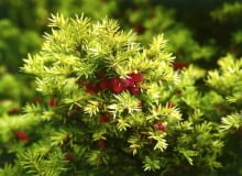 Cis CIS POSPOLITY TAXUS BACCATA ODMIANA DOVASTONII AUREA KRZEW IGLASTY FOT. PAWEL SLOMCZYNSKI / AGENCJA GAZETA SLAJD MALY PUBLIKACJA OGRODY NR 2 (70) - 2.2005