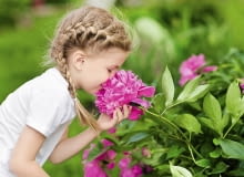 Piwonia lekarska (Paeonia officinalis) Piwonia lekarska (Paeonia officinalis)