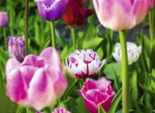 Kwiaty cebulowe. Cebulki wykopywane po kwitnieniu są zdrowsze i silniejsze Kwiaty cebulowe. Cebulki wykopywane po kwitnieniu są zdrowsze i silniejsze