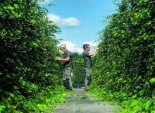 Prace przy formowaniu żywopłotów - strzyżenie prowadzone latami sprawia, że ściany są gęste.