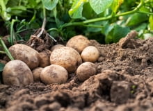 Ziemniaki uprawa Ziemniaki uprawa
