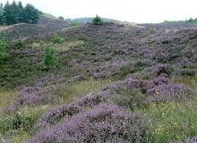 Jeśli wytniemy w lesie bukiecik wrzosów, nie popełnimy przestępstwa. Ale wycięcie kilku krzewów może zostać uznane za zniszczenie mienia państwowego.